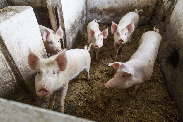 Ilustracja do informacji: Odbędzie się spotkanie informacyjne w związku z ciągłym zagrożeniem afrykańskim pomorem świń