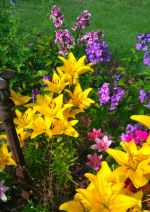 Miniatura zdjęcia: Lekarty w kwiatach, czyli z odwiedzinami w konkursowych ogrodach 